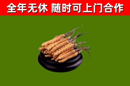 揭阳烟酒回收冬虫夏草.jpg