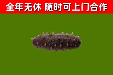揭阳回收海参干